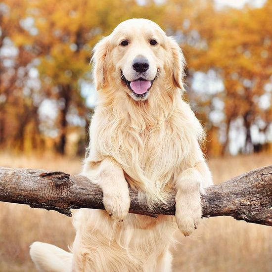 chien prenant la pose