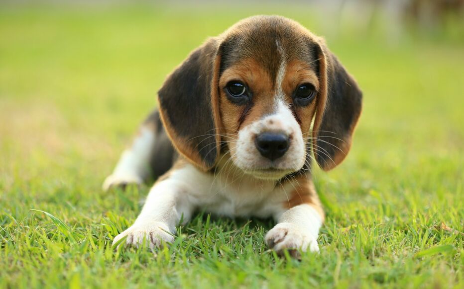 chien prenant la pose